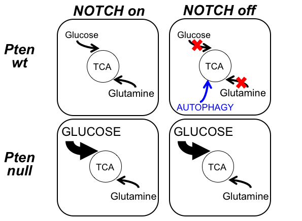 Metabolic Reprogramming